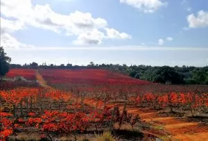 Sem Titulo11
